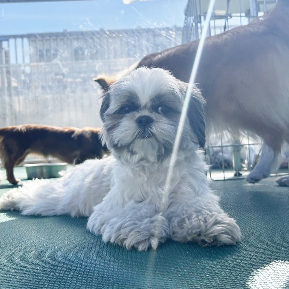 生徒が撮影したモデル犬の写真②